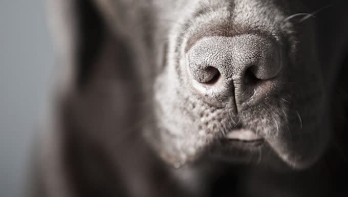 Nasal Polyps in Dogs: Symptoms, Causes, & Treatments