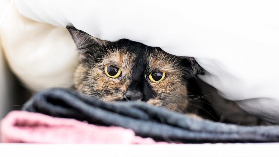 A timid Tortoiseshell domestic shorthair cat with dilated pupils peeking out from under a blanket