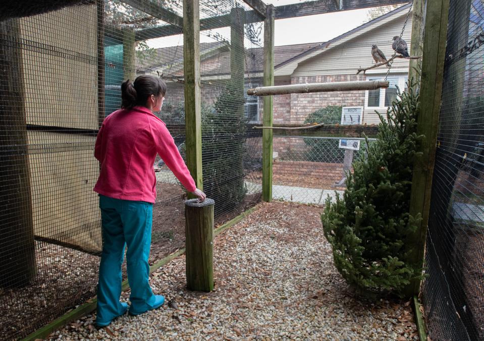 Emily Holden puts food out for broad-winged hawks at the Wildlife Sanctuary of Northwest Florida in Pensacola on Thursday, Jan. 18, 2024.