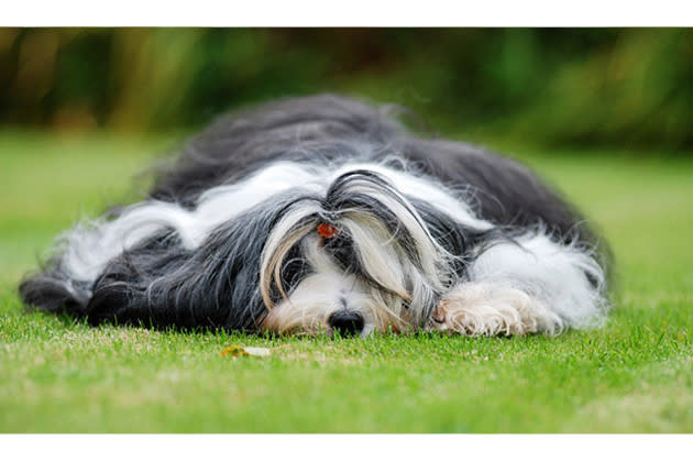 Tibetan Terrier — Inactively Athletic