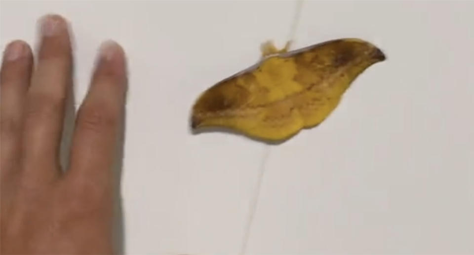 Mr Evans used his hand for scale to show how large the moth was. Source: TikTok/ jarodevans