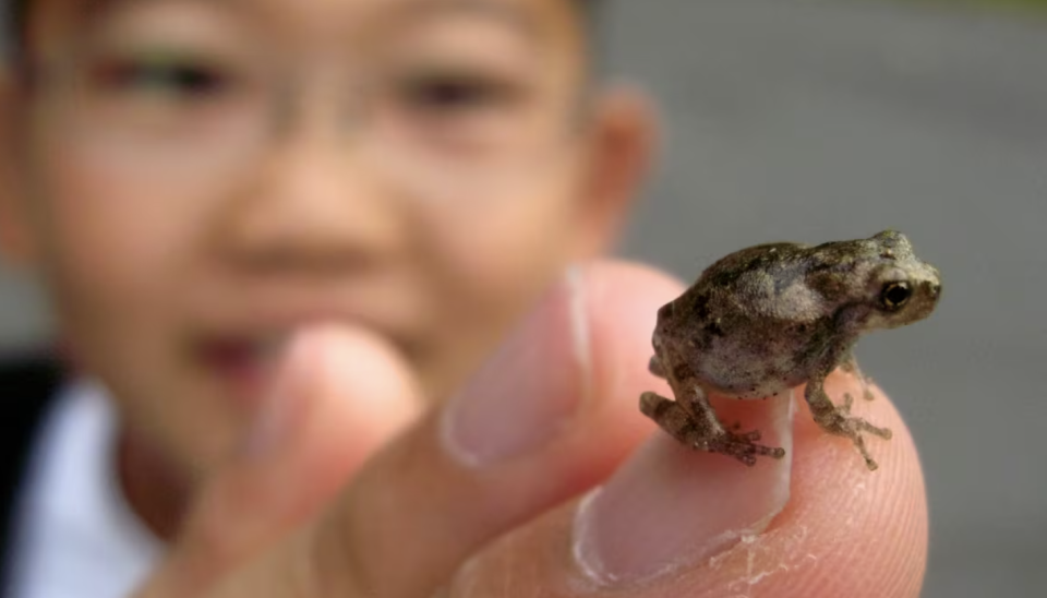 A spring peeper frog is photographed in Great Falls, Va., in September 2008. The frogs also came out of hibernation early this year in Ontario, according to reports. (Hyungwon Kang/Reuters)