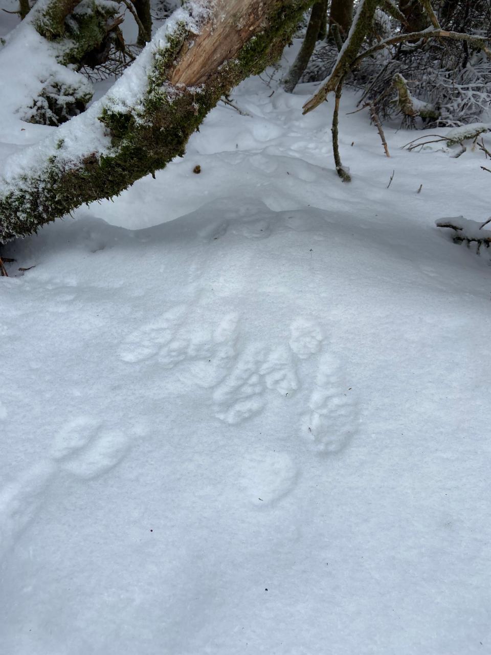 Snowshoe hare tracks in the snow