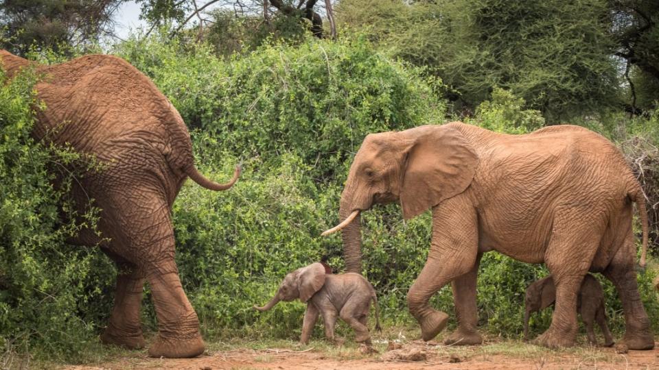 大象要生出雙胞胎的機率僅1％。（圖／翻攝自Save the Elephants臉書）