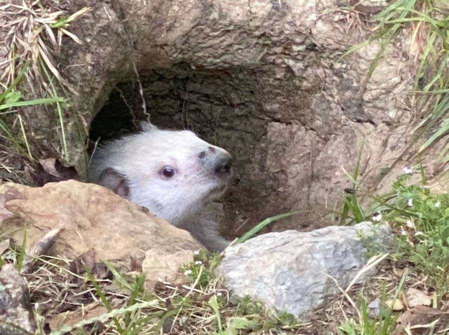 Albino groundhog