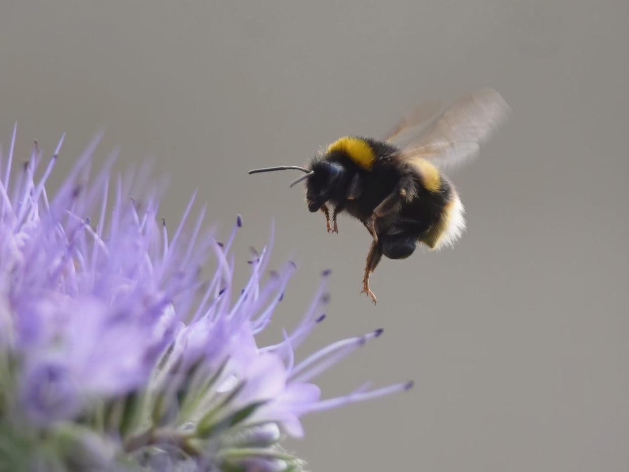 <p>Plight of the bumblebee: Both bees and flies struggle to catch a few Zs after coming into contact with neocotinoids</p> (Getty)