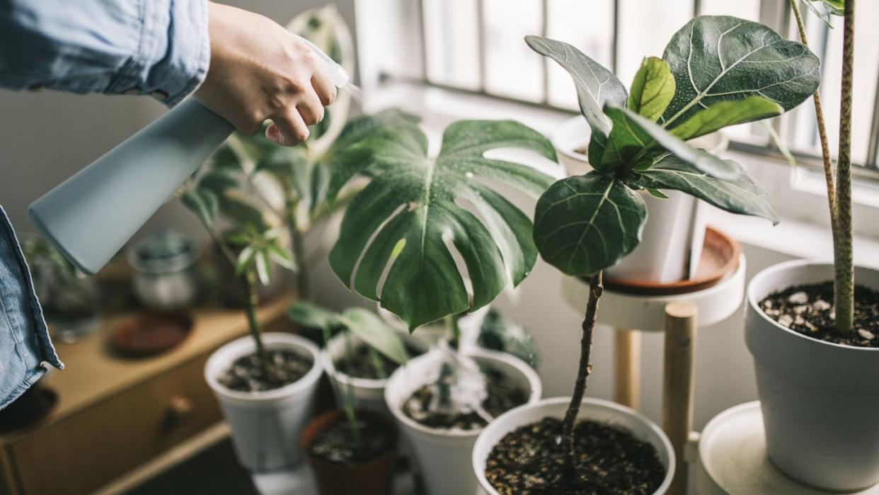 man watering houseplants