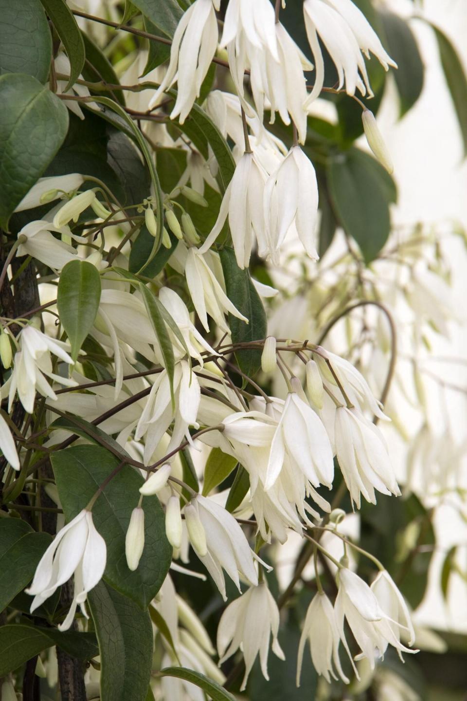 Climbing Flowering Vine, Holboellia Vine