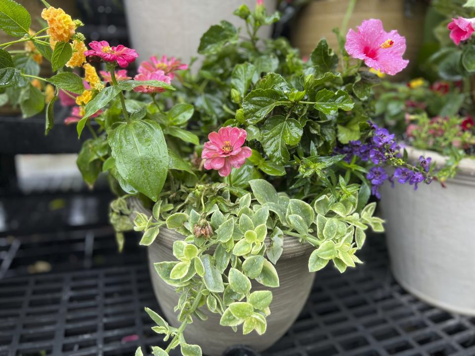 This photo provided by Jessica Damiano shows a professionally planted container on display at Hicks Nurseries in Old Westbury, NY. (Jessica Damiano via AP)