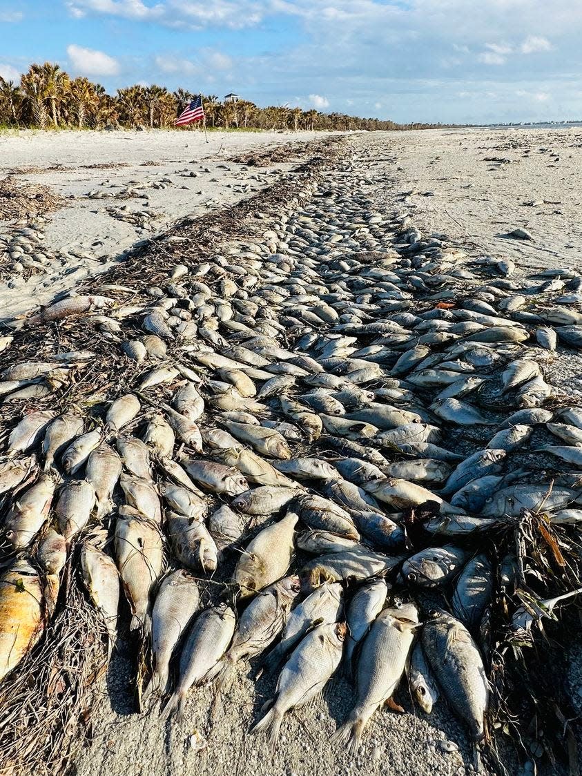 Thousands of dead fish line the high tide line at Cayo Costa State Park on Nov. 14, 2022. Red tide had moved into Lee County waters.