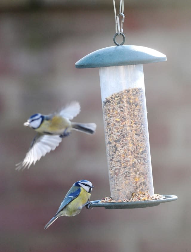 Bird feeder