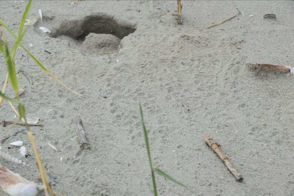 This undated photo provided by the Coastal Protection and Restoration Authority in August 2022 shows crawls from newly hatched baby sea turtles observed on the Louisiana's Chandeleur Islands. The world’s smallest and most endangered sea turtle is nesting in barrier islands east of New Orleans, La., for the first time in 75 years, officials said Wednesday, Aug. 17, 2022. (Coastal Protection and Restoration Authority via AP)