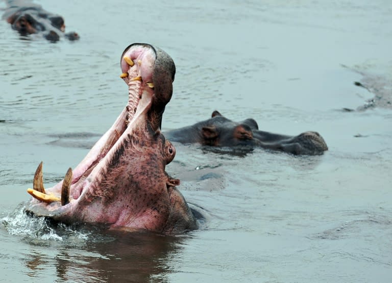 In the last decade, 25 fishermen have been mauled to death in the giant jaws of hippos and many more injured in the waters of Gouloumbou in eastern Senegal, village officials say