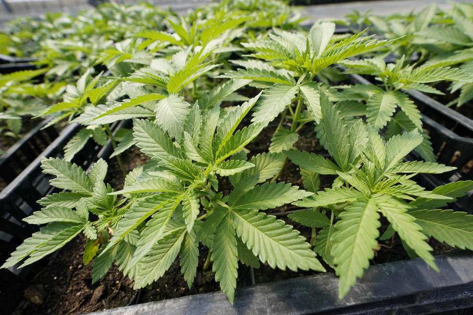 FILE - Marijuana plants for the adult recreational market are are seen in a greenhouse at Hepworth Farms in Milton, N.Y., Friday, July 15, 2022. Missouri voters are set to be the first in the nation to sign off on automatically forgiving past marijuana crimes if they approve a constitutional amendment to legalize recreational pot in November 2022. (AP Photo/Mary Altaffer, File)