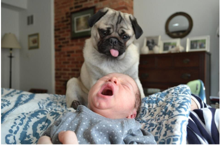 How a Pug Interacts With a Baby