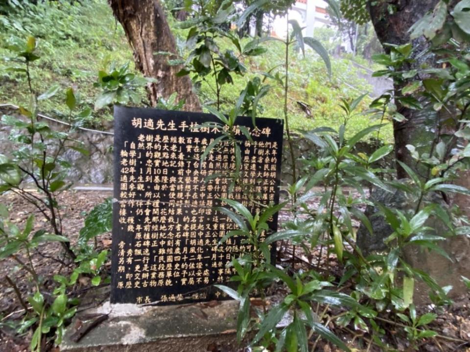 中正公園編號００八珍貴老樹是前中研院長胡適親手栽種的波羅蜜。（記者王慕慈攝）