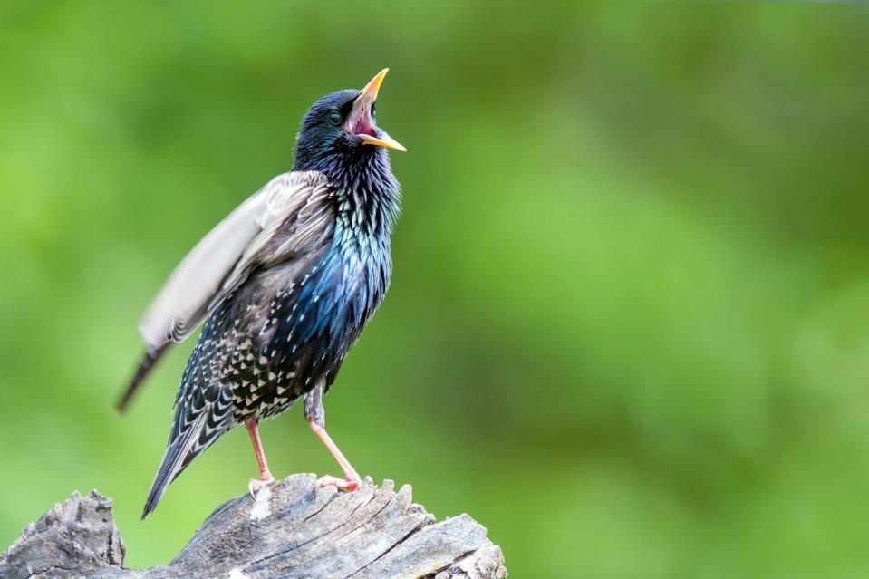 Even adult European starlings can add to their complex repertoire by learning new syllables. <a href="https://www.shutterstock.com/image-photo/common-starling-perching-on-tree-stump-578929531" rel="nofollow noopener" target="_blank" data-ylk="slk:Soru Epotok/Shutterstock.com;elm:context_link;itc:0;sec:content-canvas" class="link ">Soru Epotok/Shutterstock.com</a>