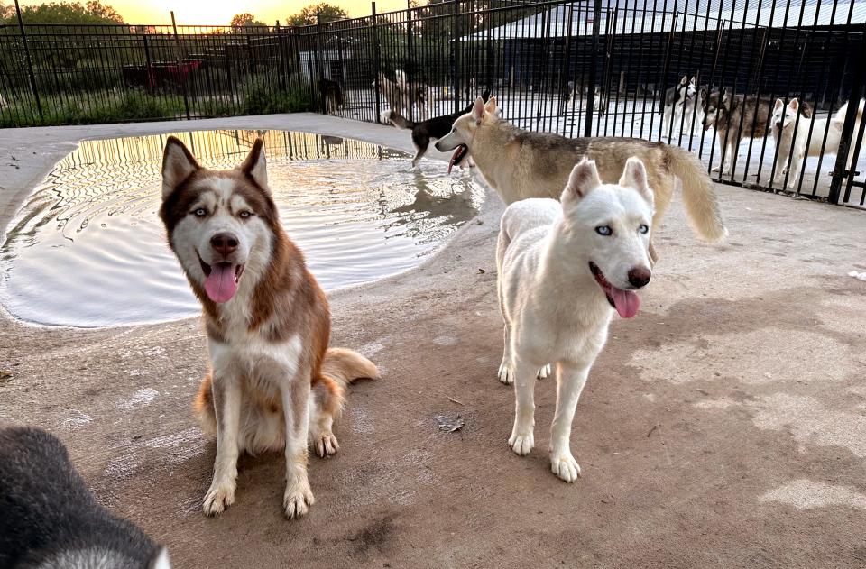 These dogs were rescued by Husky Halfway House in Eufaula.