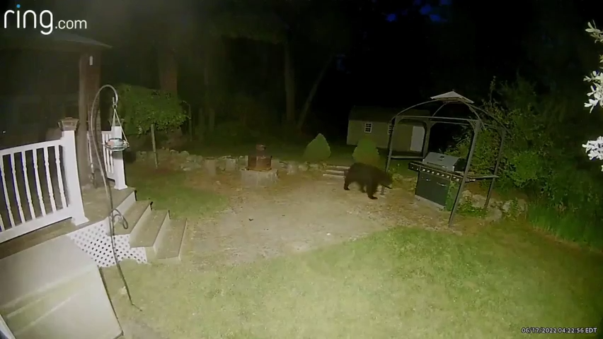 Brockton resident catches black bear on camera wandering through backyard