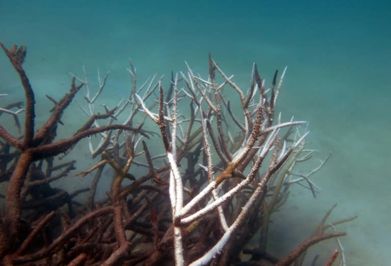 Dead and dying staghorn coral on the central Great Barrier Reef