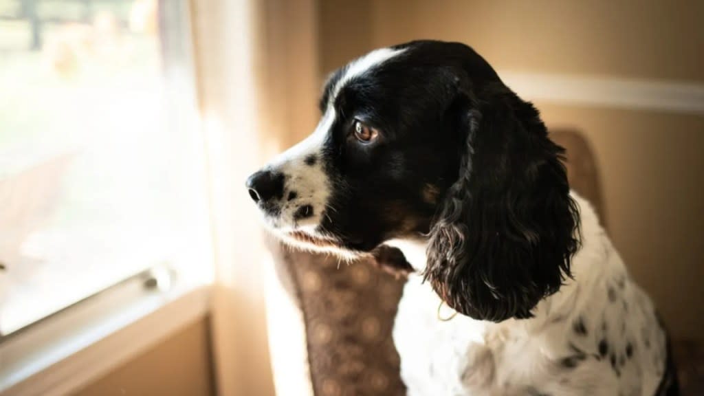 English Springer Spaniel sitting in a chair looking out a window.