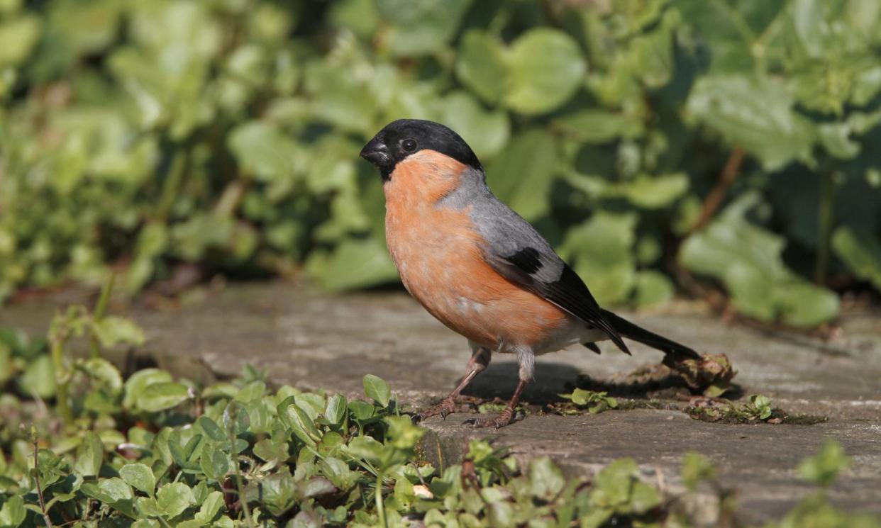 <span>‘The brightness, particularly of the male, is thrilling. He’s among the most beautiful of our garden birds.’ </span><span>Photograph: FLPA/Alamy</span>