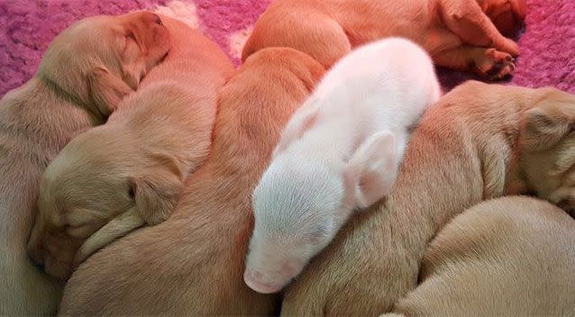 Saved their bacon – the two piglets were saved by labrador mum Molly. Photo: Yahoo UK