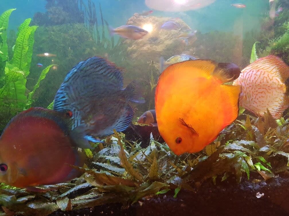Some of the fish in the Beachburg Family Restaurant's tank in 2023. 'A lot' of fish were taken from the restaurant northwest of Ottawa last week, according to its owner. (Lily Dan - image credit)