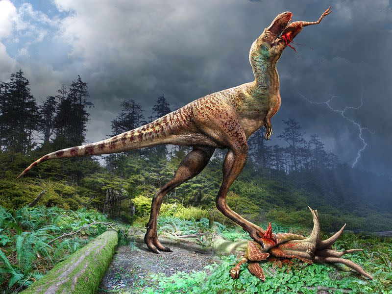 Un ejemplar juvenil de Gorgosaurus, un dinosaurio carnívoro que vivió hace 75 millones de años durante el Periodo Cretácico en lo que hoy es la provincia canadiense de Alberta, consume un pequeño dinosaurio llamado Citipes en esta ilustración obtenida por Reuters el 7 de diciembre de 2023