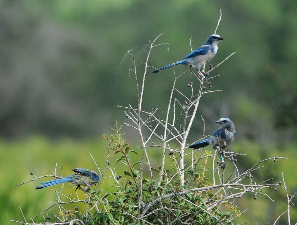 Scrub jays perched on tree branches in East Manatee County.