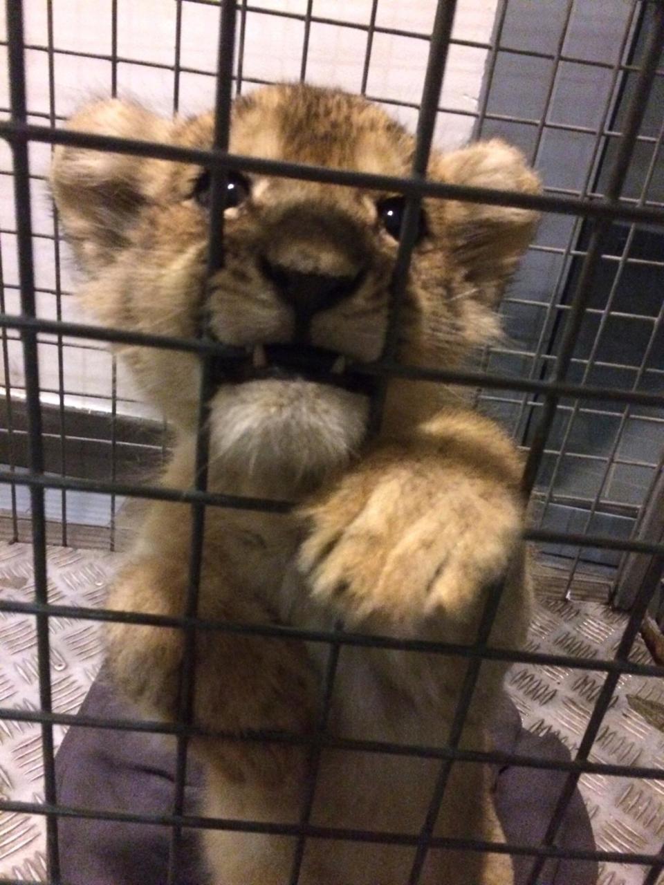 The cub is in quarantine at the moment