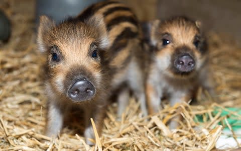 Baby boar - Credit: Paul Grover