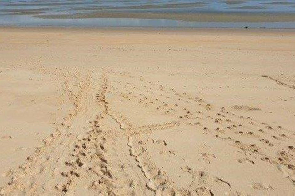 A mix of turtle and deer tracks on Wild Duck Island in Queensland, Australia.