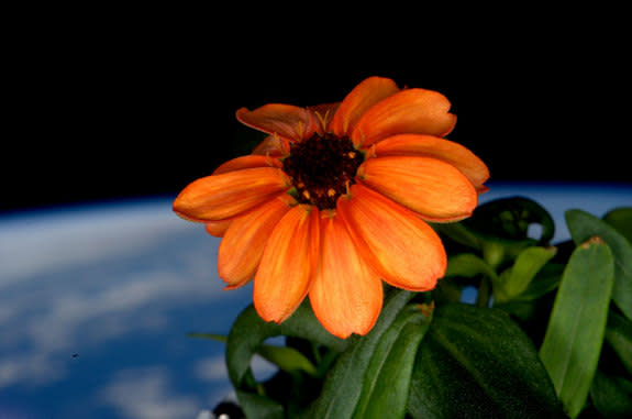 One of the orange zinnia flowers grown in NASA's Veggie chamber on board the International Space Station in January 2016.