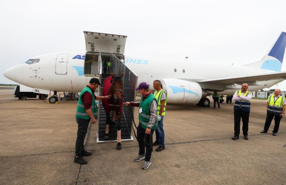 The Northern Echo: Juddmonte International favourite Paddington walks off the ramp into Teesside Airport’s Freight Facility