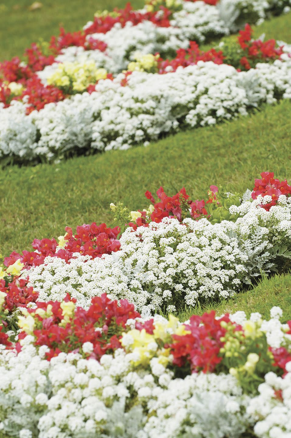 snapdragons, alyssum and grass in a formal garden