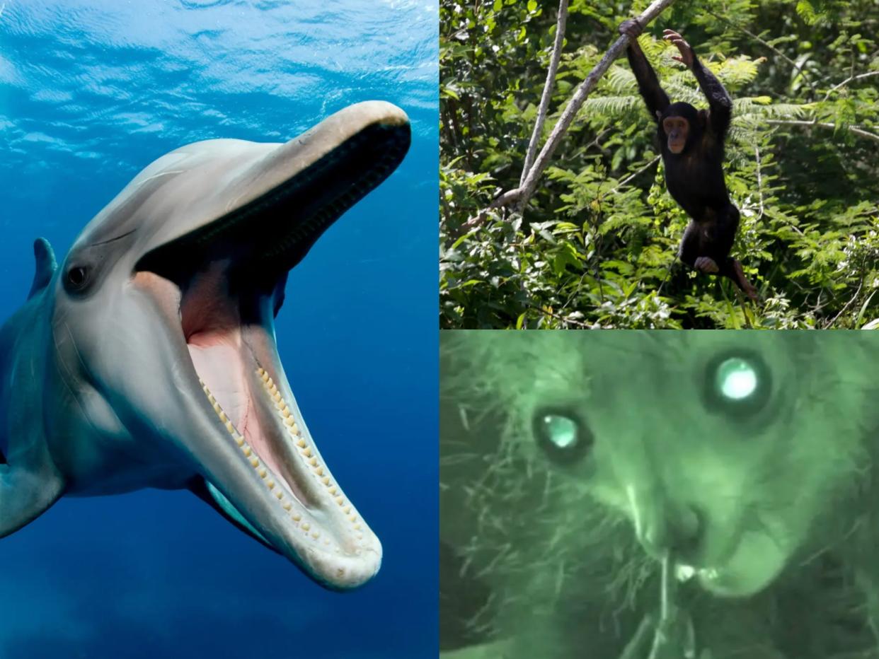 A collage of picture shows side-by-side images of a dolphin, a chimpanzee, and an aye-aye.
