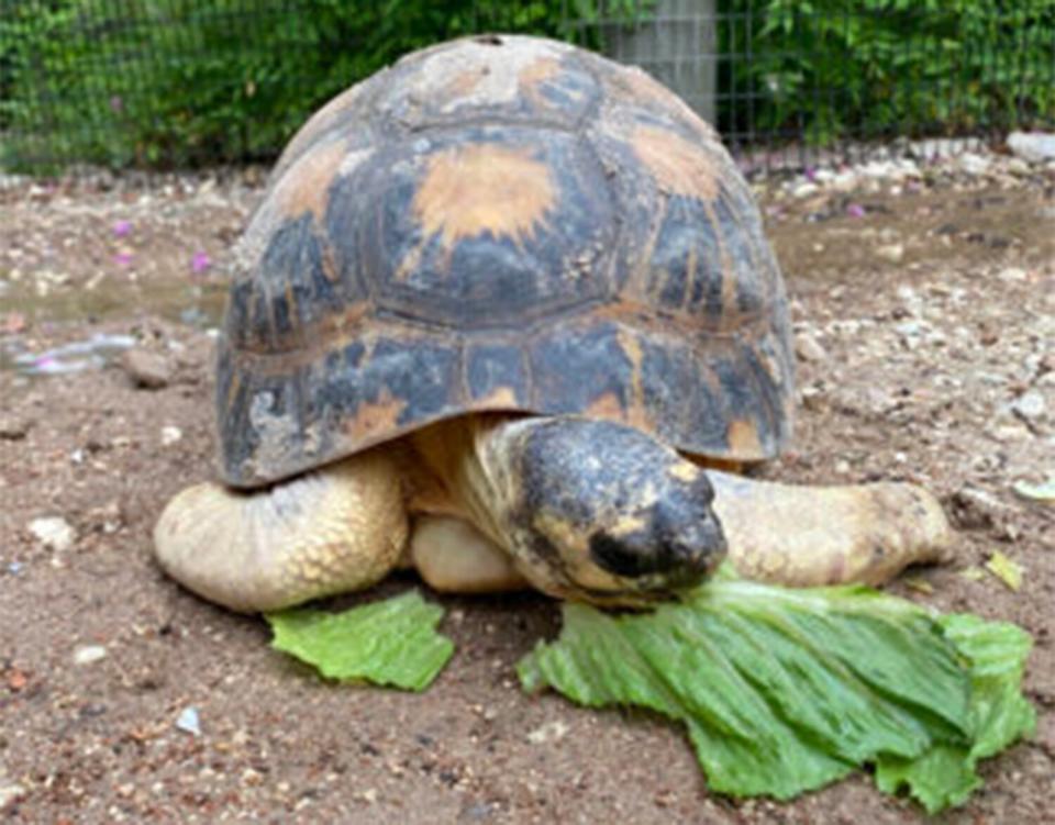 radiated tortoise hatchlings