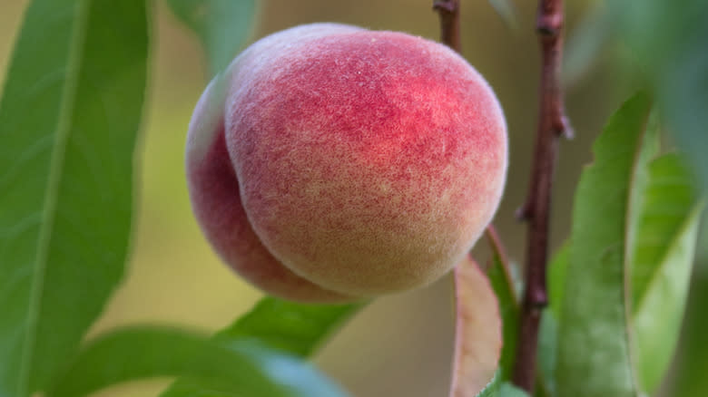 Peach growing on a tree
