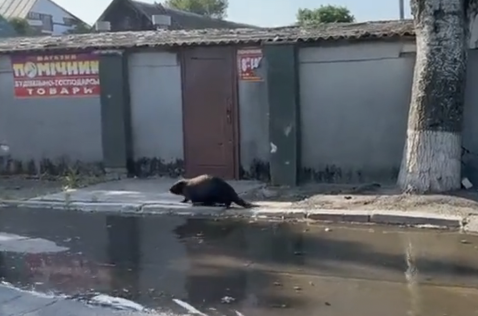 A video clip that claims to show a beaver in the streets of Kherson, Ukraine, after a dam was destroyed. (Reuters)