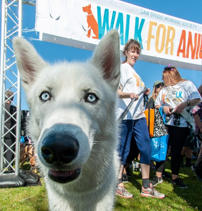 Pet lovers come together to celebrate their passion for animals while raising vital funds for San Diego Humane Society. (Photo: San Diego Humane Society)
