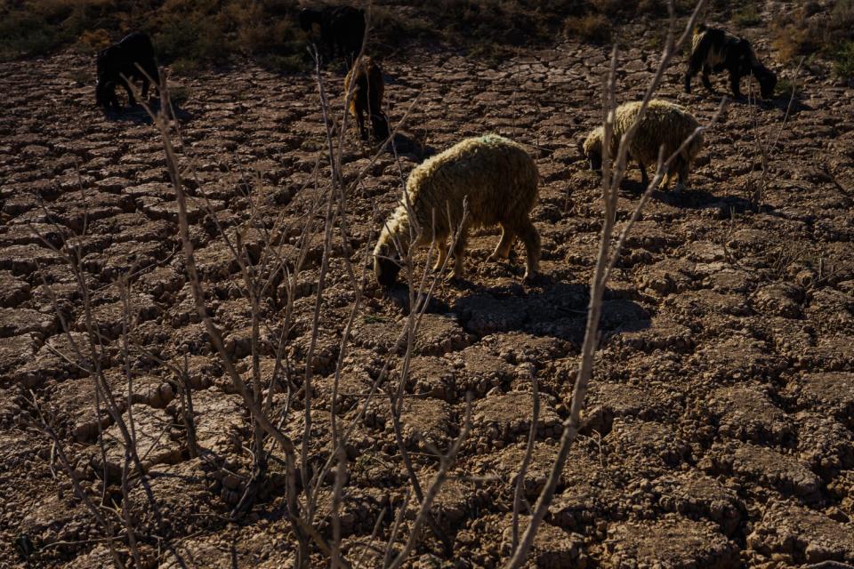 Scrawny sheep graze amid the cracked earth