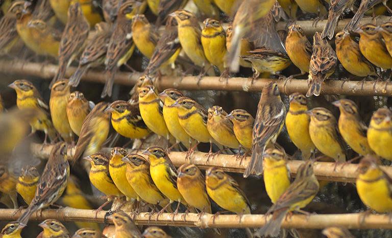 The yellow-breasted bunting, a bird that was once one of the most abundant in Europe and Asia, is being hunted to near extinction because of Chinese eating habits, according to a study published on June 9, 2015