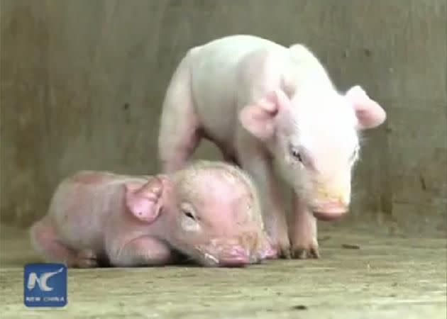 The little creature bonding with siblings. Source: YouTube