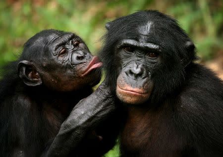 Bonobo apes, primates unique to Congo and humankind's closest relative, groom one another at a sanctuary just outside the capital Kinshasa, Congo on October 31, 2006. REUTERS/Finbarr O'Reilly/File Photo