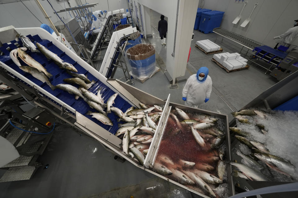 An employee oversees the start of a line where salmon are cleaned and filleted, inside the fish processing division at the Atlantic Sapphire Bluehouse, in Homestead, Fla., Thursday, June 29, 2023. (AP Photo/Rebecca Blackwell)