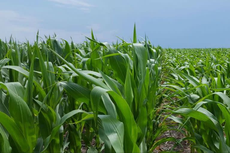 En el Maíz Tardío, la correcta ambientación es el punto de partida a partir del cual se define la potencialidad del cultivo y es necesaria para definir las estrategias productivas