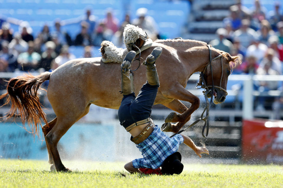 <p>In Montevideo, der Hauptstadt Uruguays, wird ein Gaucho bei einer Rodeo-Veranstaltung aus seinem Sattel geworfen. (Bild: Reuters/Andres Stapff) </p>