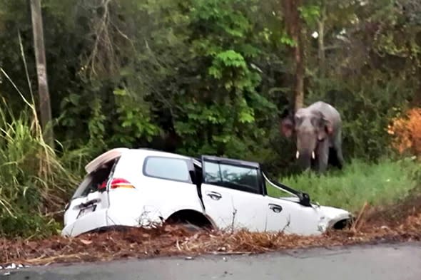 six-people-elephant-killed-crash-thailand