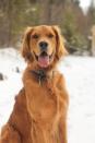 <p>The American Kennel Club calls the golden retriever one of the United State's <a rel="nofollow noopener" href="https://www.womansday.com/life/pet-care/g25105672/unique-dog-names/" target="_blank" data-ylk="slk:most popular dog breeds;elm:context_link;itc:0;sec:content-canvas" class="link ">most popular dog breeds</a>, and it's easy to understand why. These family dogs are incredibly eager to please, are easy to train, and could play for <em>hours</em>. This trustworthy creature saves lives on a daily basis and could fit into any home in an instant.</p>